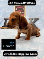 Mr Grover Dapple 💙, a male Miniature Dachshund for sale in Arapahoe, CO – 2 of 10