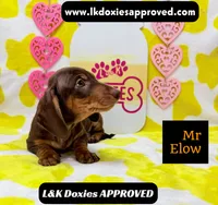 Mr Elow No Merle Genes SH, a male Miniature Dachshund for sale in Arapahoe, CO – 1 of 10