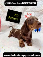Mr Jamar 💙, a male Miniature Dachshund for sale in Arapahoe, CO – 3 of 8