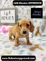Miss Minki, a female Miniature Dachshund for sale in Arapahoe, CO – 2 of 10