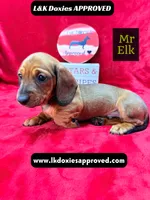 Mr Elk NON DAPPLE GUY, a male Miniature Dachshund for sale in Arapahoe, CO – 5 of 10