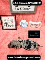 Miss Skylee Dapple LH , a female Miniature Dachshund for sale in Arapahoe, CO – 9 of 10