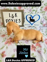 Mr Jinko SH , a male Miniature Dachshund for sale in Arapahoe, CO – 10 of 10