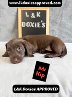 Mr. Kip 785-821-1920 SH, a male Miniature Dachshund for sale in Arapahoe, CO – 7 of 10