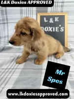 Mr Spes 785-821-1920, a male Miniature Dachshund for sale in Arapahoe, CO – 1 of 9