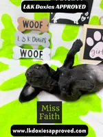 Miss Faith  785-821-1920, a female Miniature Dachshund for sale in Arapahoe, CO – 9 of 10