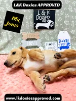 Mr Jinko SH , a male Miniature Dachshund for sale in Arapahoe, CO – 10 of 10