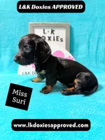 Miss Siri 785-821-1920, a female Miniature Dachshund for sale in Arapahoe, CO – 9 of 10