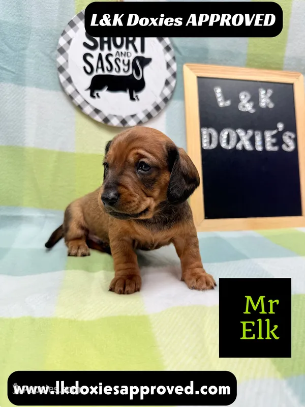 Mr Elk – Miniature Dachshund puppy for sale in Arapahoe, CO