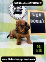 Mr Elk, a male Miniature Dachshund for sale in Arapahoe, CO – 1 of 10