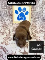 Mr Gomez SH , a male Miniature Dachshund for sale in Arapahoe, CO – 2 of 10