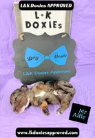 Mr Alfie 795-821-1920, a male Miniature Dachshund for sale in Arapahoe, CO – 10 of 10
