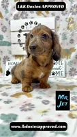 Mr Jett 785-821-1920, a male Miniature Dachshund for sale in Arapahoe, CO – 7 of 10