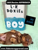Mr Jollof 795-821-1920 LH, a male Miniature Dachshund for sale in Arapahoe, CO – 10 of 10