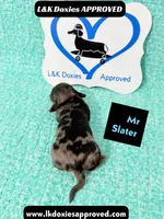 Mr Slater 785-821-1920, a male Miniature Dachshund for sale in Arapahoe, CO – 10 of 10