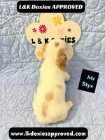 Mr Styx 785-821-1920 LH, a male Miniature Dachshund for sale in Arapahoe, CO – 5 of 9