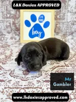 Mr Gambler SH , a male Miniature Dachshund for sale in Arapahoe, CO – 9 of 10