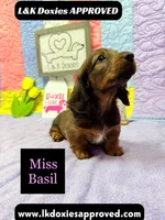 Miss Basil, a female Miniature Dachshund for sale in Arapahoe, CO – 2 of 10