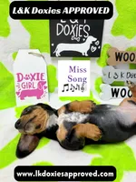 Miss Song 🎶785-821-1920, a female Miniature Dachshund for sale in Arapahoe, CO – 1 of 10