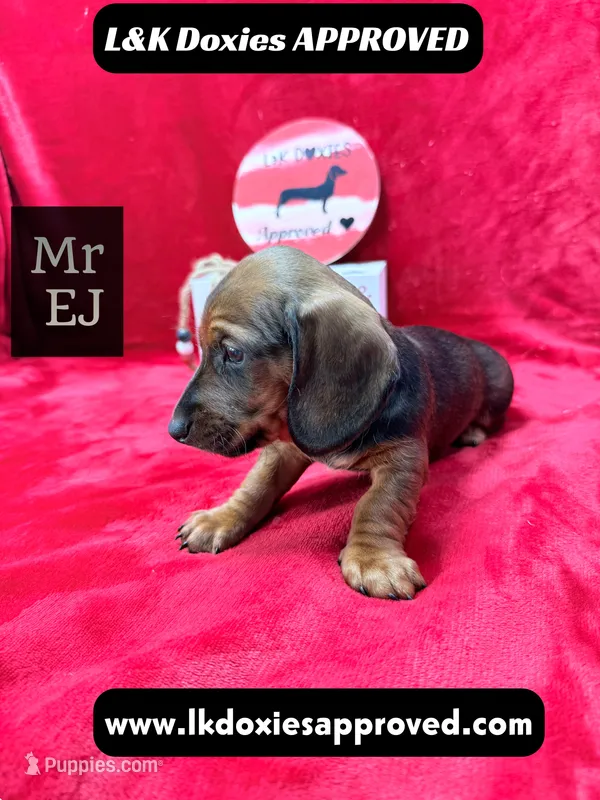 Mr Ej NO MEREL GENE SH – Miniature Dachshund puppy for sale in Arapahoe, CO