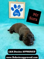Mr Sors 785-821–1920 LH , a male Miniature Dachshund for sale in Arapahoe, CO – 9 of 10