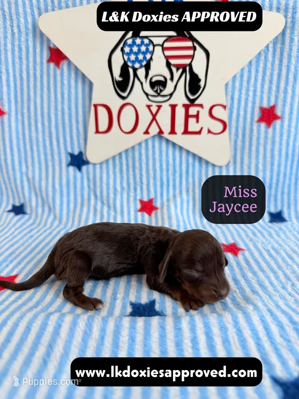 Miss Jaycee  – Miniature Dachshund puppy for sale in Arapahoe, CO