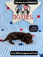Miss Jaycee , a female Miniature Dachshund for sale in Arapahoe, CO – 1 of 10