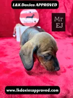 Mr Elk NON DAPPLE GUY, a male Miniature Dachshund for sale in Arapahoe, CO – 2 of 10