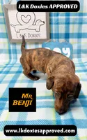 Mr Benji Brindle 💙, a male Miniature Dachshund for sale in Arapahoe, CO – 1 of 10