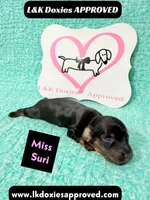 Miss Siri 785-821-1920, a female Miniature Dachshund for sale in Arapahoe, CO – 4 of 10