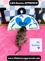 Mr Kantor 785-821-1920, a male Miniature Dachshund for sale in Arapahoe, CO – 5 of 10