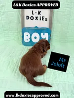 Mr Jollof 795-821-1920 LH, a male Miniature Dachshund for sale in Arapahoe, CO – 8 of 10