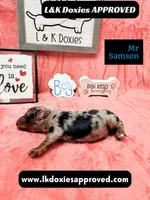 Mr Samson, a male Miniature Dachshund for sale in Arapahoe, CO – 7 of 10