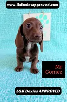 Mr Gomez SH , a male Miniature Dachshund for sale in Arapahoe, CO – 7 of 10