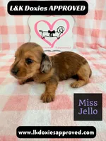 Miss Jello, a female Miniature Dachshund for sale in Arapahoe, CO – 3 of 10