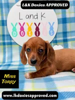 Miss Torry, a female Miniature Dachshund for sale in Arapahoe, CO – 3 of 10