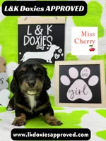 Miss Cherry 🍒LH 785-821-1920, a female Miniature Dachshund for sale in Arapahoe, CO – 7 of 10