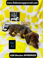 Mr Ej NO MEREL GENE SH, a male Miniature Dachshund for sale in Arapahoe, CO – 6 of 10