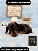 Miss Song 785-821-1920, a female Miniature Dachshund for sale in Arapahoe, CO – 4 of 10