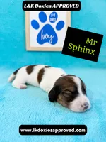 Mr Sphynx 795-821-1920 LH, a male Miniature Dachshund for sale in Arapahoe, CO – 9 of 10