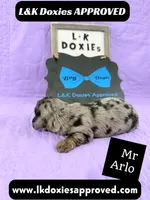 Mr Arlo, a male Miniature Dachshund for sale in Arapahoe, CO – 4 of 10