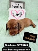 Miss Jellyfish 785-821-1920, a female Miniature Dachshund for sale in Arapahoe, CO – 6 of 9