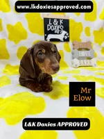 Mr Elow No Merle Genes SH, a male Miniature Dachshund for sale in Arapahoe, CO – 8 of 10
