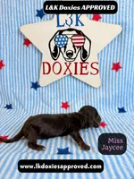 Miss Jaycee , a female Miniature Dachshund for sale in Arapahoe, CO – 9 of 10