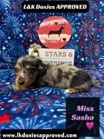 Miss Sasha , a female Miniature Dachshund for sale in Arapahoe, CO – 2 of 10