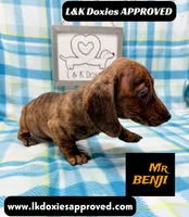 Mr Benji Brindle 💙, a male Miniature Dachshund for sale in Arapahoe, CO – 3 of 10