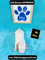 Mr Styx 785-821-1920 LH, a male Miniature Dachshund for sale in Arapahoe, CO – 6 of 10