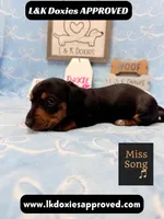 Miss Song 785-821-1920, a female Miniature Dachshund for sale in Arapahoe, CO – 2 of 10
