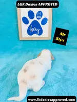 Mr Styx 785-821-1920 LH, a male Miniature Dachshund for sale in Arapahoe, CO – 2 of 10