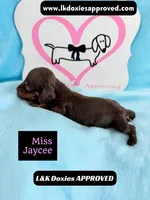 Miss Jaycee , a female Miniature Dachshund for sale in Arapahoe, CO – 5 of 10